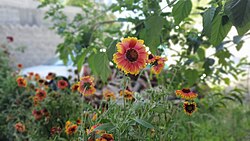 Cultivated Gaillardia in Gahkuch, Pakistan.