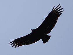 The wings, as those on this black vulture (broad wings with noticeable primaries) are used to soar for long distances to find food: carrion