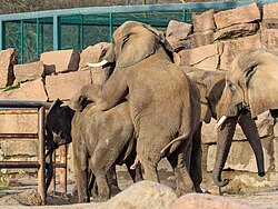 African bush elephants mating in Tierpark Berlin