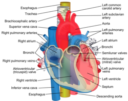 Esophagus shown in yellow passing behind the trachea and the heart
