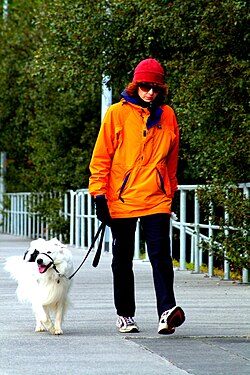 A woman walking a dog