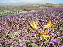Rare rainfall events cause the flowering desert phenomenon in the southern Atacama Desert.