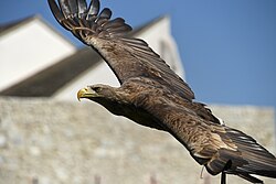 White-tailed sea eagle