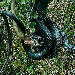 Dolichophis jugularis preying on a sheltopusik