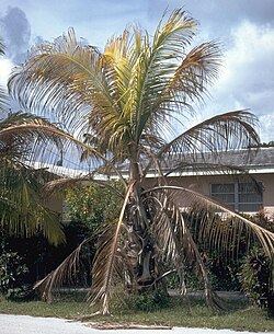 A coconut palm dying of lethal yellowing, a phytoplasma disease