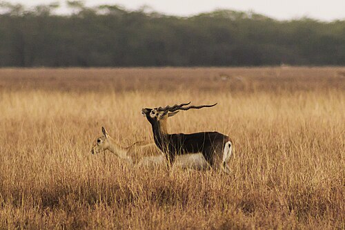 Male blackbuck, Antilope cervicapra, courting a female