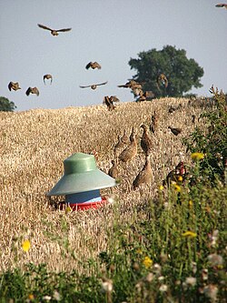 Startled pheasants and partridges fly from possible danger.