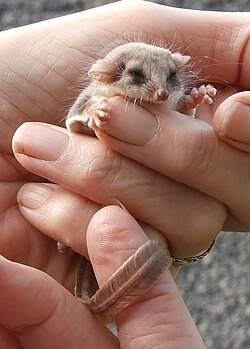 The diminutive feathertail glider