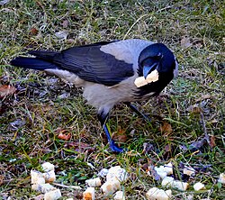The hooded crow is a typical omnivore