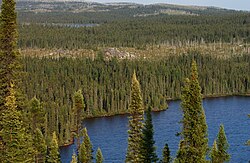 Typical upland taiga in Quebec