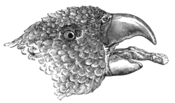 Tongue of a lory