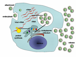 A typical virus replication cycle
