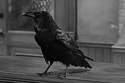 Jimmy, a raven, appearing in the 1946 film It's a Wonderful Life