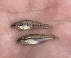 Juvenile (bottom) compared to juvenile Guadalupe bass (top), in Texas