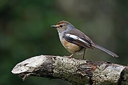 Madagascar magpie-robin Copsychus albospecularis pica