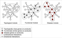 Graphs of Functional, Disease, and Topological Modules.