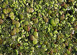 Duckweed on a pond. Niche differentiation by size: greater duckweed, lesser duckweed and rootless dwarf duckweed