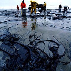 Kelp after an oil spill