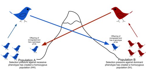Gene flow is the transfer of alleles from one population to another population through immigration of individuals.