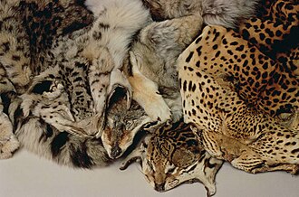 Confiscated animal pelts from the illegal wildlife trade.