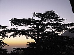 A cedar in Lebanon (Lebanon's sacred tree); Translations made through modern Arabic, unaware of the socio-cultural background and etymological development of the words and symbols that make up the language, can turn Quranic Sidrat al-Muntaha into the Lote tree.[287]