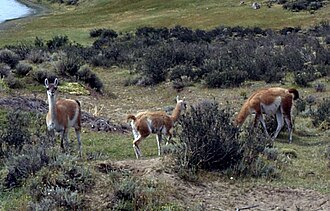 Guanacos (wild parent species of llamas) near Torres del Paine, Chile