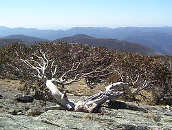 Snow gum in Namadgi National Park