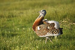 Great bustard (Otis tarda)