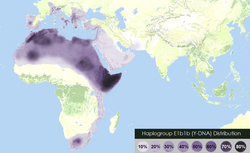 E1b1b is the most common paternal haplogroup across Africa, including Egypt, with modern genetic studies rooting the origin of the E haplogroup in East Africa.[223]