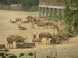 Père David's deer (Elaphurus davidianus) at Beijing Milu Park, Nanyuan.