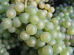 Chardonnay grapes after harvest