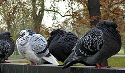 Feral rock pigeons are common pests in public spaces in cities