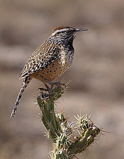 Cactus wren (Campylorhynchus brunneicapillus)