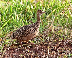 Spotted nothuras are still extensively hunted.