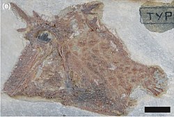 Ichthyoceros, a pycnodont actinopterygian