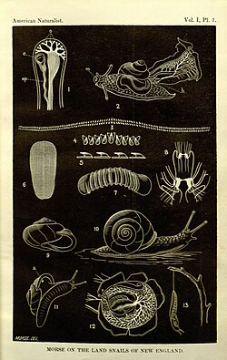 Plate 1 from the first issue of the Journal, showing land snails of New England. Engraved by Edward S. Morse