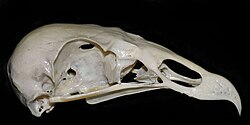 Skull of a turkey vulture