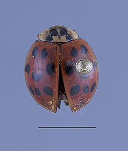 Harmonia axyridis. Scale bar represents 1 cm (approx. ⅜ inch). Collected from inside residence in Baldwin County, Georgia, on September 20, 2024.[1]