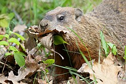 Groundhog gathering nesting material for its warm burrow in preparation for hibernation