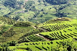 Rice terraces in Sa Pa, Vietnam.