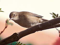 At New Alipore in Kolkata, West Bengal, India.