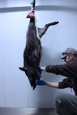 A hunter takes a blood sample for ASP testing of a wild boar he killed outside Kaiserslautern, Germany, October 2, 2018.