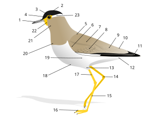 External anatomy (topography) of a typical bird (in this case, a yellow wattled lapwing):BeakHeadIrisPupilMantleLesser covertsScapularsCovertsTertialsRumpPrimariesVentThighTibio-tarsal articulationTarsusFeetTibiaBellyFlanksBreastThroatWattleEyestripe