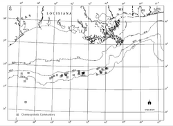 Chemosynthetic communities in the northern part of Gulf of Mexico around cold seeps known in 2000