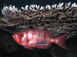 Cleaner wrasse signals its cleaning services to a big eye squirrelfish.
