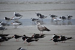 Mixed-species flock containing American herring gull, royal tern, laughing gull, and black skimmer foraging on a beach