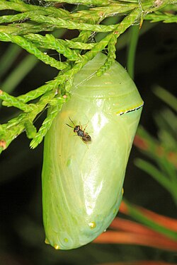Pteromalus cassotis on monarch chrysalis