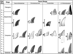 Assigned teeth (G, M) among those of other small theropods
