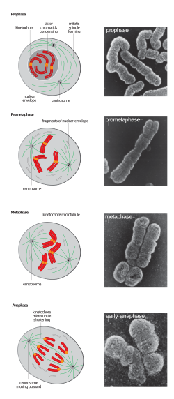 Stages of early mitosis in a vertebrate cell with micrographs of chromatids