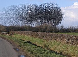 A swarm-like flock of starlings